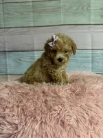 Callie, a female Poodle - Toy  for sale in Ripley, MS – 6 of 7