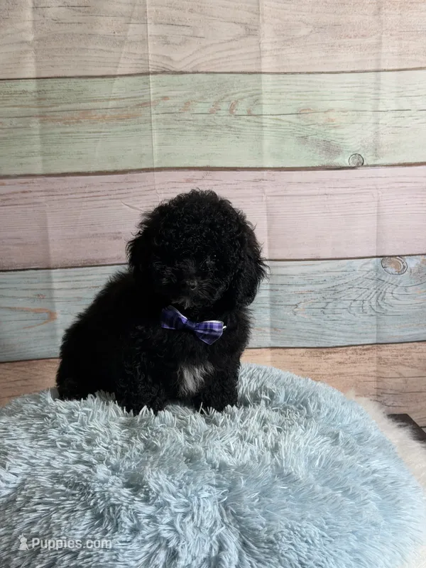 Pepper – Maltipoo puppy for sale in Ripley, MS