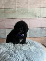Pepper, a male Maltipoo for sale in Ripley, MS – 1 of 10