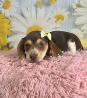 Sally, a female Beagle for sale in Ripley, MS – 7 of 8