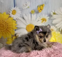 Sadie, a female Pomeranian for sale in Ripley, MS – 8 of 10