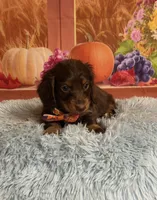 Bear, a male Miniature Dachshund for sale in Ripley, MS – 5 of 8