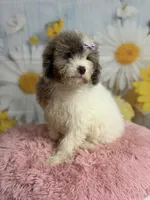 Lilly, a female Cavapoo for sale in Ripley, MS – 5 of 10