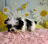Dot, a female Pekingese and Shih Tzu for sale in Ripley, MS – 7 of 8