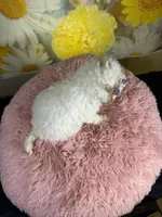 Winnie, a female Miniature Goldendoodle for sale in Ripley, MS – 9 of 10