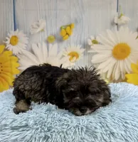Clark, a male Miniature Schnauzer for sale in Ripley, MS – 8 of 10