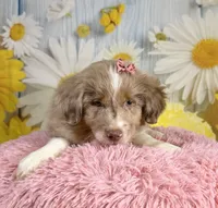 Hannah, a female Miniature Australian Shepherd for sale in Ripley, MS – 5 of 8