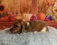 Ash, a male Miniature Dachshund for sale in Ripley, MS – 3 of 10