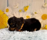 Bandit , a male Aussiedoodle for sale in Ripley, MS – 10 of 10