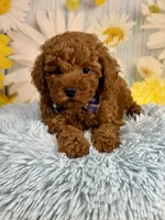 Rusty, a male Poodle - Miniature  for sale in Ripley, MS – 6 of 10