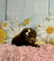 Coco, a female Poodle - Toy  for sale in Ripley, MS – 3 of 10