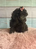 Jill, a female Poodle - Toy  for sale in Ripley, MS – 4 of 10