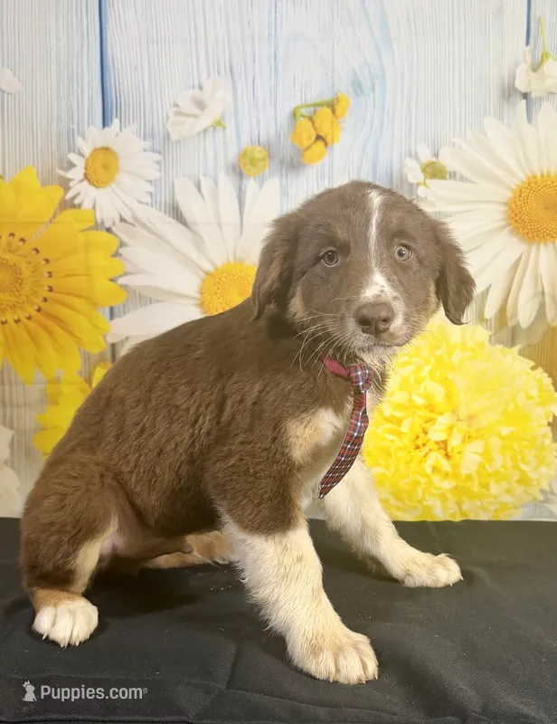 Cowboy  – Australian Shepherd puppy for sale in Ripley, MS
