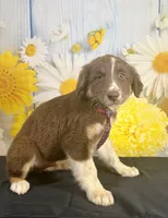 Cowboy , a male Australian Shepherd for sale in Ripley, MS – 1 of 2
