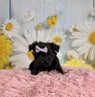 Lulu, a female Morkie for sale in Ripley, MS – 1 of 10