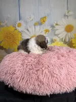     Violet, a female Poodle - Toy  for sale in Ripley, MS – 9 of 10
