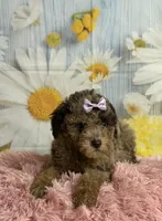 Rain, a female Poodle - Toy  for sale in Ripley, MS – 3 of 9
