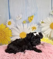 Minnie, a female Morkie for sale in Ripley, MS – 7 of 10