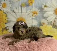Rain, a female Poodle - Toy  for sale in Ripley, MS – 6 of 9