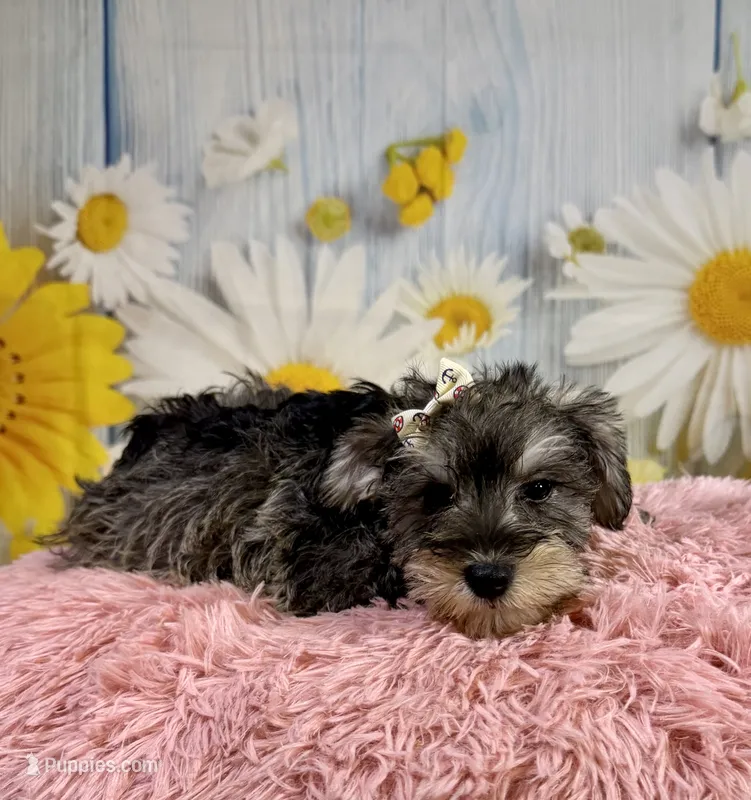 Bree – Miniature Schnauzer puppy for sale in Ripley, MS