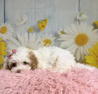 Bonnie, a female Miniature Goldendoodle for sale in Ripley, MS – 10 of 10