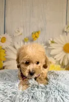 Finn, a male Miniature Goldendoodle for sale in Ripley, MS – 10 of 10