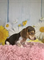 Sally, a female Beagle for sale in Ripley, MS – 8 of 8