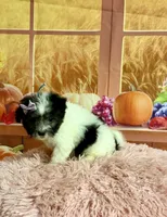 Lulu, a female Maltipoo for sale in Ripley, MS – 3 of 10