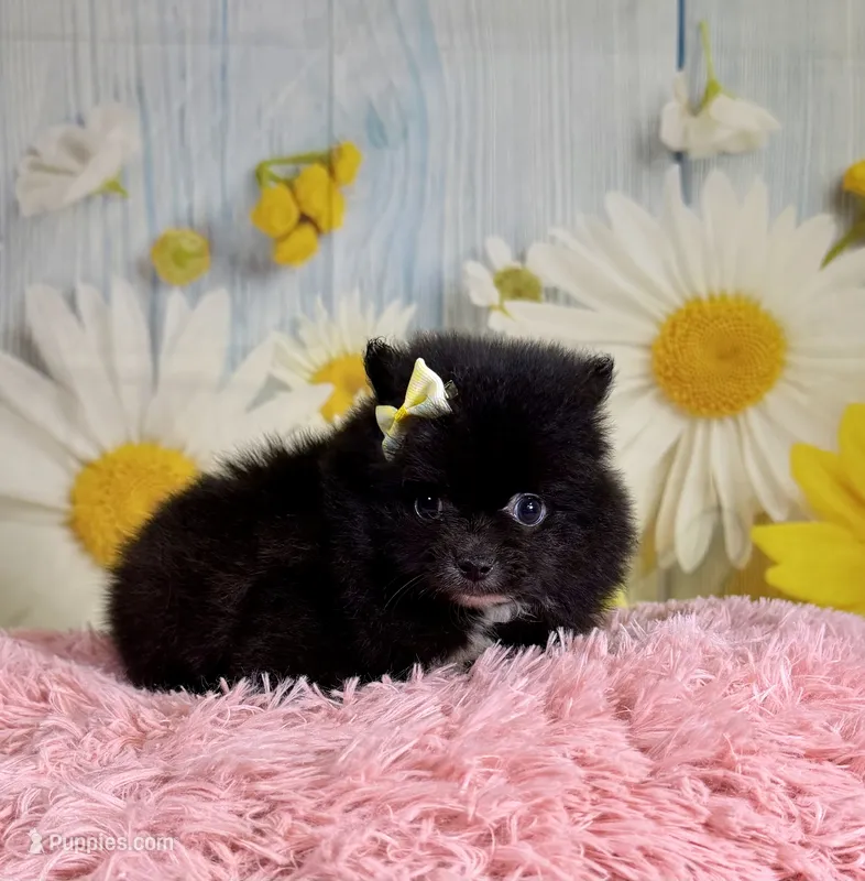 Ember – Pomeranian puppy for sale in Ripley, MS