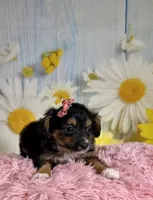 Rylee , a female Aussiedoodle for sale in Ripley, MS – 2 of 6