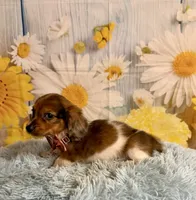 Tucker, a male Miniature Dachshund for sale in Ripley, MS – 4 of 7