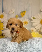 Jack , a male Miniature Goldendoodle for sale in Ripley, MS – 4 of 10