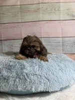 Gizmo, a male Shih Tzu for sale in Ripley, MS – 7 of 9