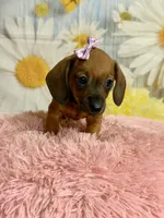 Peaches, a female Miniature Dachshund for sale in Ripley, MS – 7 of 10
