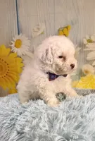 Romeo, a male Poodle - Toy  and Poodle - Miniature  for sale in Ripley, MS – 3 of 7