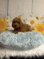 Red, a male Poodle - Toy  for sale in Ripley, MS – 7 of 10