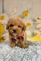 Groot, a male Poochon for sale in Ripley, MS – 6 of 8