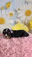 Ivy, a female Schnoodle and Yorkshire Terrier for sale in Ripley, MS – 3 of 10