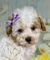 Winnie, a female Miniature Goldendoodle for sale in Ripley, MS – 1 of 10