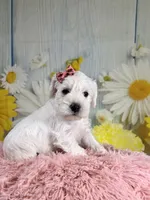 Ivory, a female Miniature Schnauzer for sale in Ripley, MS – 5 of 7