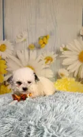 Theo, a male Poodle - Toy  and Poodle - Miniature  for sale in Ripley, MS – 2 of 8