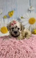 Nova, a female Miniature Schnauzer for sale in Ripley, MS – 9 of 10
