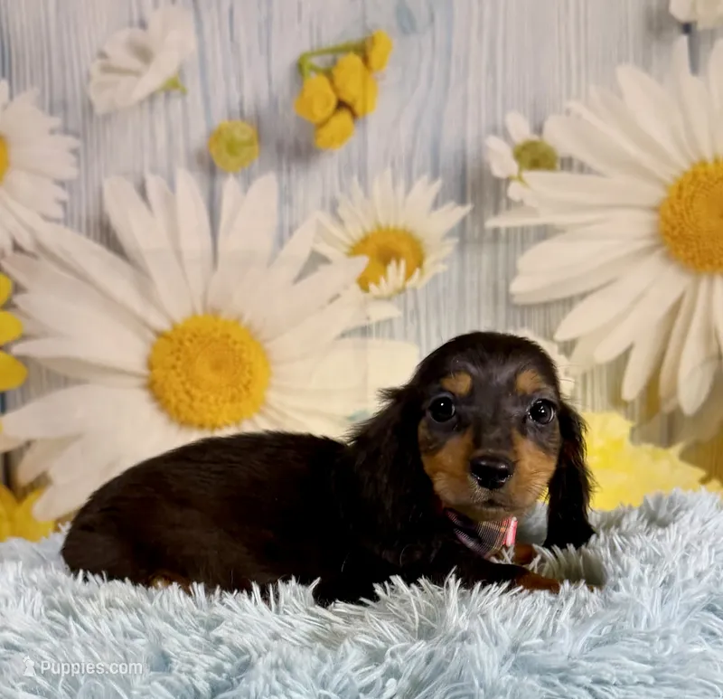 Ryder – Miniature Dachshund puppy for sale in Ripley, MS