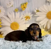 Ryder, a male Miniature Dachshund for sale in Ripley, MS – 1 of 10