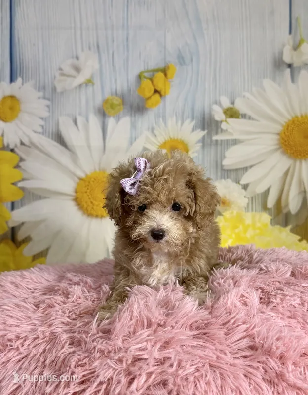 Peaches – Poodle - Toy  puppy for sale in Ripley, MS
