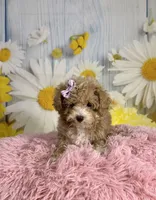 Peaches, a female Poodle - Toy  for sale in Ripley, MS – 1 of 10