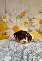 Jack, a male Jack Russell Terrier for sale in Ripley, MS – 2 of 8