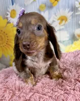 Mocha, a female Miniature Dachshund for sale in Ripley, MS – 3 of 8