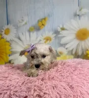 Shiloh , a female Miniature Schnauzer for sale in Ripley, MS – 4 of 8