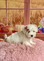 Cotton , a female Maltipoo for sale in Ripley, MS – 2 of 10